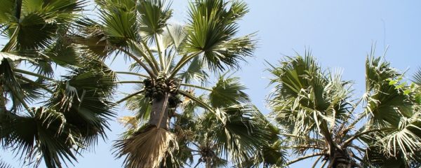 Goedkope vakantie Gambia