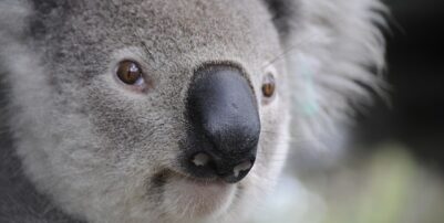 koala-630117_640